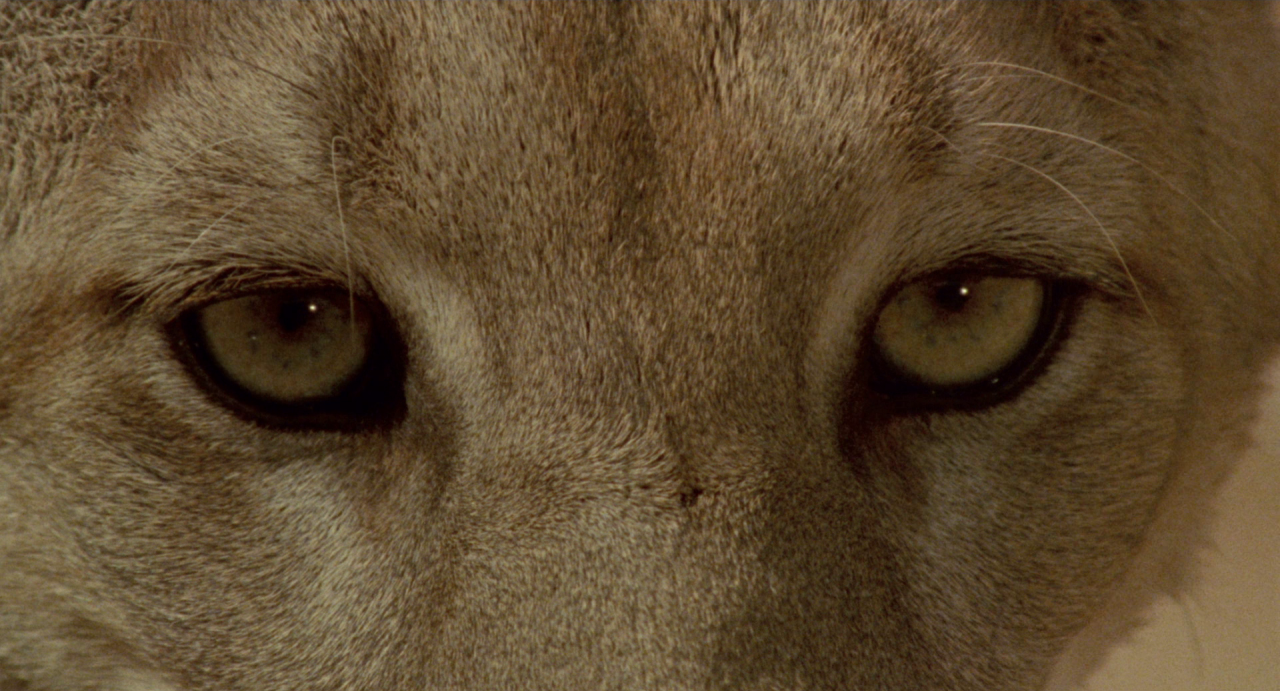 Image from Anima Mundi